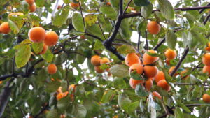 Como plantar caqui em casa e colher frutas doces direto do pé