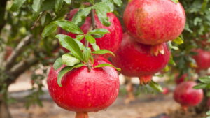 Guia rápido de como plantar romã e colher no tempo certo