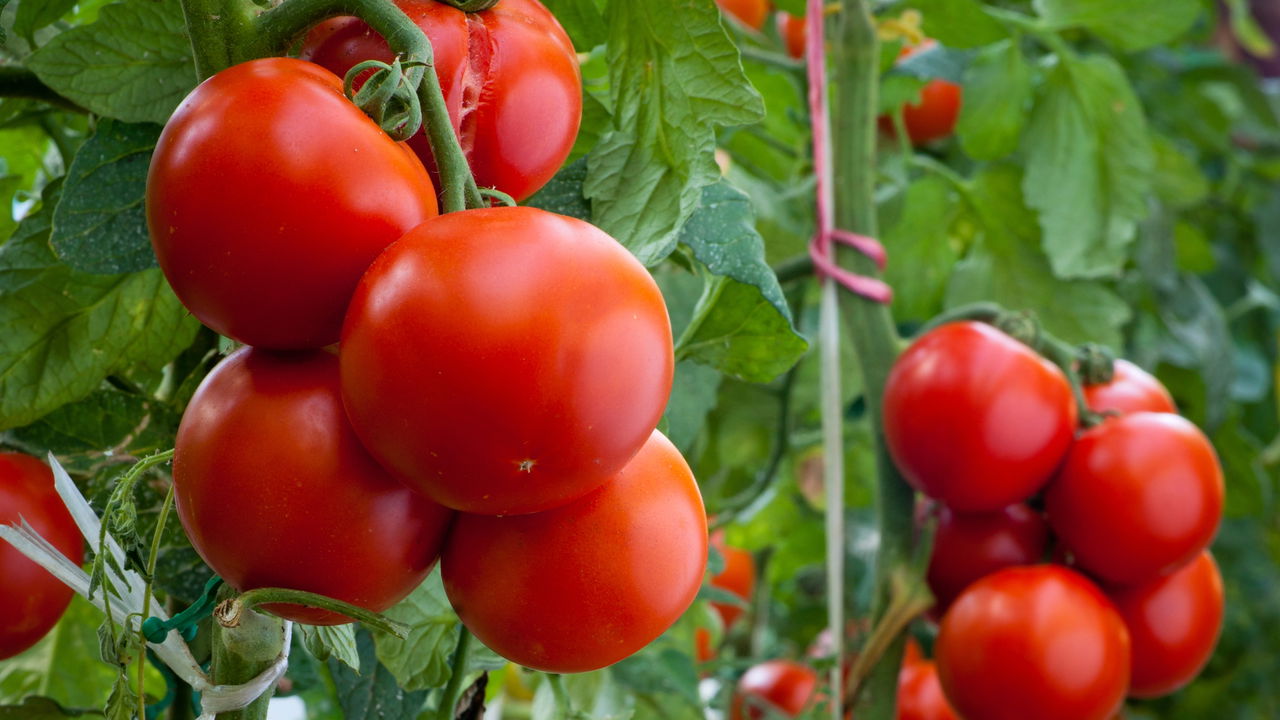 Plantar Tomate 1738536463833