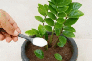 Só 1 Colher Faz Explodir de Tanto Crescer e Florir Qualquer Planta