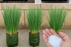 Faz Cebolinha Explodir de Tanto Crescer e Engrossar o Ano Inteiro