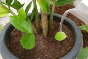 Adubo Caseiro com Açúcar – Ver Receita