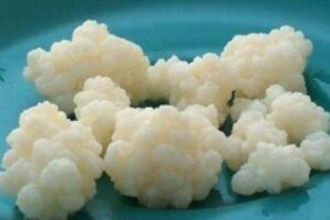 Esse Kefir de Leite é tão fácil que até minha vizinha que queima arroz acertou de primeira