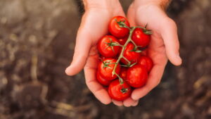 Passo a passo para plantar tomate cereja e ter colheita abundante