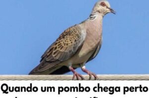 Quando Um Pombo Chega Perto de Sua Casa: Desvendando Mistérios e Significados
