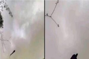 A Incrível História da Foto do Quetzal que Conquistou a Internet