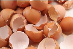 Benefícios da Casca de Ovo e Como Utilizá-la para Nutrir Suas Plantas