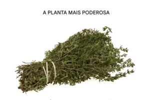Esta planta vai além da cozinha e é uma das mais poderosas do mundo