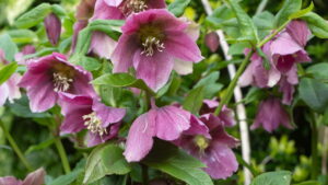 6 plantas perenes para plantare ter uma floração espetacular