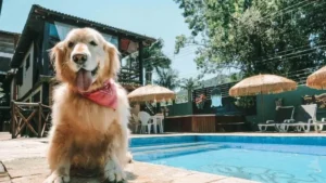 Hotel pet friendly em São Paulo com pet spa