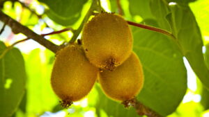 Plantar kiwi em casa é o segredo para colheitas fartas e saborosas