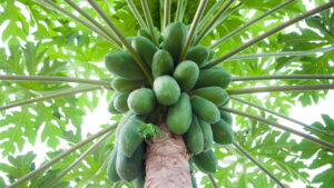 Plantar mamão em casa e colher frutos tropicais direto do pé