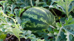 Segredo para plantar melancia e ter colheitas fartas no quintal