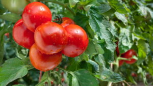 Descubra como plantar tomate em vasos grandes e varandas