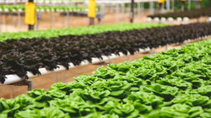 O segredo da salada de alface perfeita e saborosa