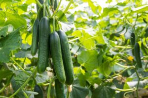 plantar pepino em casa nunca foi tão fácil