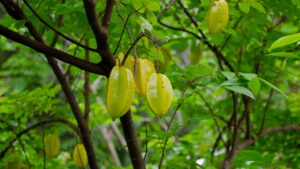 Plantar carambola em casa é o segredo para sucos frescos e naturais