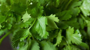Passo a passo para molho de coentro caseiro perfeito