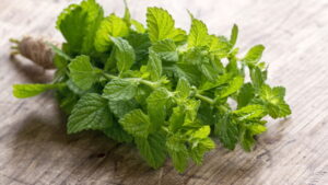 Segredo para plantar hortelã e ter tempero verde o ano inteiro