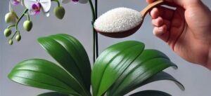 Uma colher deste ingrediente e as suas plantas explodirão de flores!