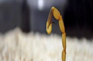 O Que Eles Podem Estar Tentando Lhe Dizer