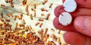 Armadilha para formigas: como eliminá-las de vez sem usar pesticidas