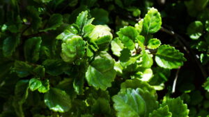 3 plantas que simbolizam fortuna e embelezam qualquer ambiente