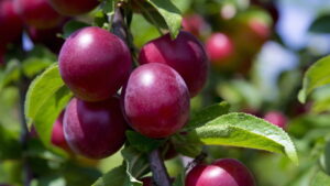 Fruta deliciosa encanta pelo sabor e simplicidade no cultivo