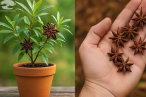 como cultivar anis em casa (em vasos)