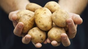 o tesouro da terra que conquistou o mundo com sabor e versatilidade