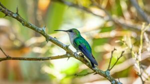 O que significa quando um beija-flor aparece em sua casa, de acordo com o Feng Shui