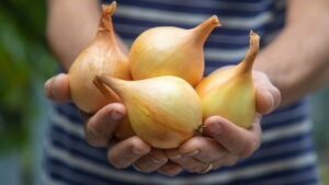 praticidade e sabor sempre à mão