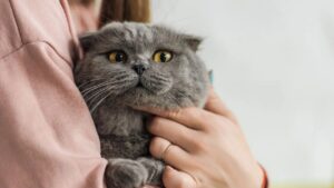 Como os gatos escolhem sua pessoa favorita segundo especialistas