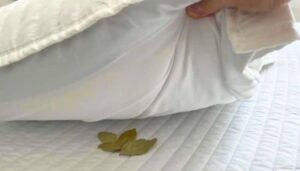 Louro no Colchão: A Antiga Prática que Está Revolucionando o Sono