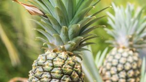 A Surpreendente Realidade da Planta Tropical