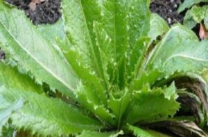 O Melhor Analgésico Natural que Funciona como Morfina que Você Pode Encontrar em Seu Quintal