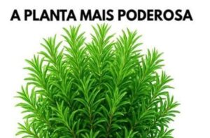 Alecrim, Seu Aliado Contra Parasitas, Infecções e Doenças!