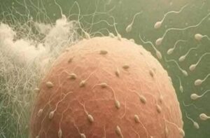 A Importância Crucial de Urinar Depois e Dicas Essenciais para uma Saúde Íntima Radiante