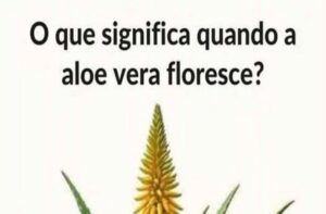 O Que Significa Quando a Babosa Floresce: Desvende os Segredos e Simbolismos!