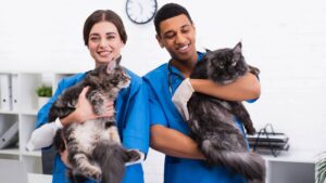 Quando meu Gato pede Colo