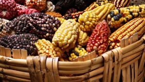 O Arco-Íris Que Deu Certo na Roça