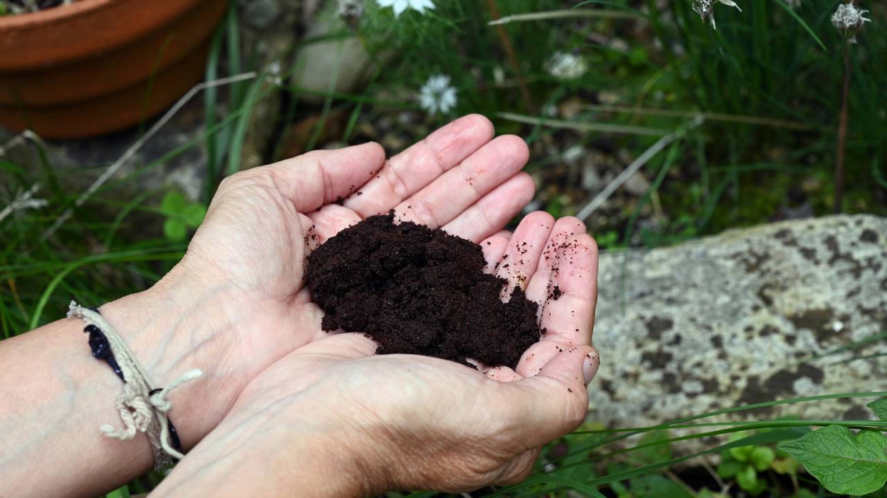 o que fazer com a borra do cafe 1761384558170 Creditos depositphotos.com modesto3