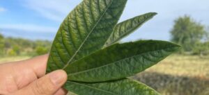 Esta folha ajuda a produzir insulina, limpar os rins, eliminar o ácido úrico e regular a pressão arterial