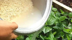 Água de Arroz: O Segredo Dourado que Transforma Sua Casa, Beleza e Plantas – Aprenda a Usar Este Tesouro Natural!