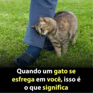 Porque o gato se esfrega em você – RECEITAS E DICAS DE CASA
