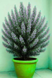 Como fazer o alecrim florescer para perfumar a casa toda….