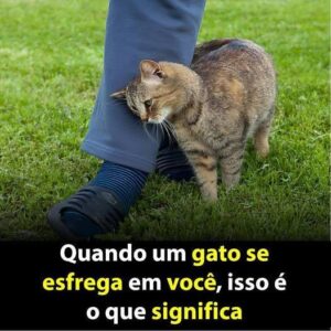 Porque o gato se esfrega em você