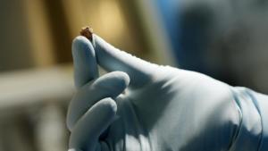 Qual o queijo mais antigo do mundo?