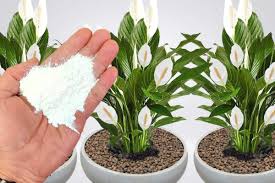 Misturinha Caseira para Crescer e Florir Qualquer Planta: Aprenda a Receita Poderosa! em 03 passos