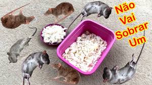 Misturinha para Eliminar Ratos e Baratas: Receita Eficaz e Natural com 3 ingredientes